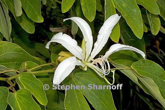 bauhinia forficata 1 graphic